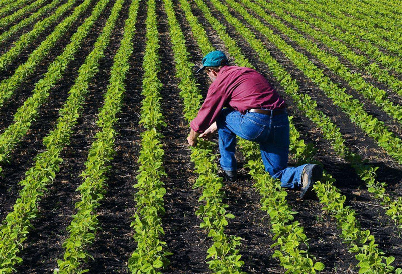 凯辉微硅粉-湖北某农业基地土壤改良案例